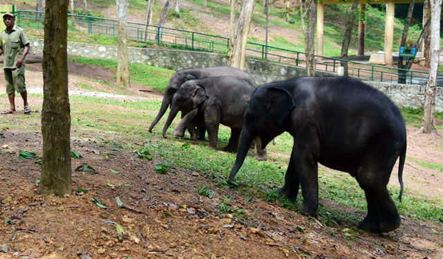 Kottur Elephant rehabilitation centre